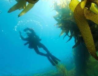 Buceo en baja